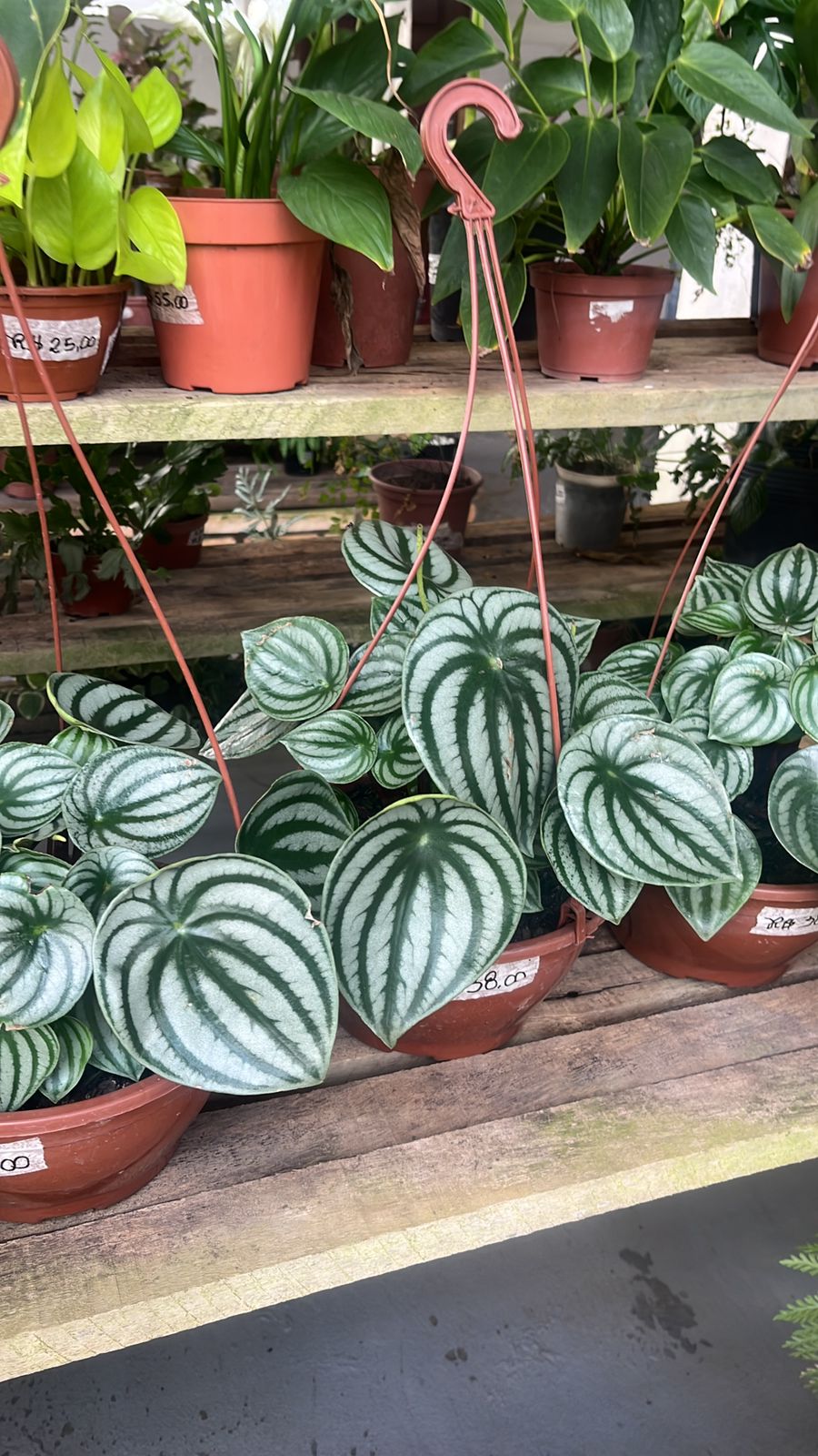 Pimenteiras ornamentais